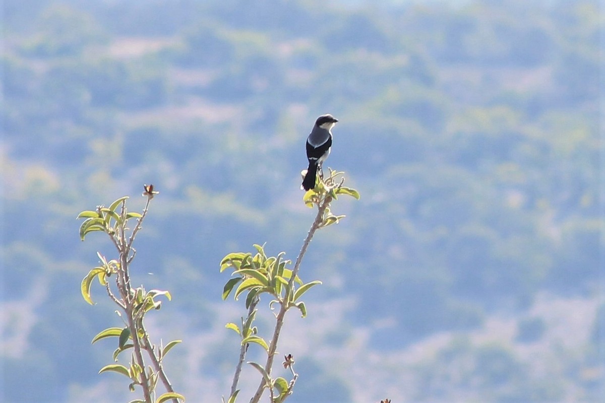 Loggerhead Shrike - ML100820251