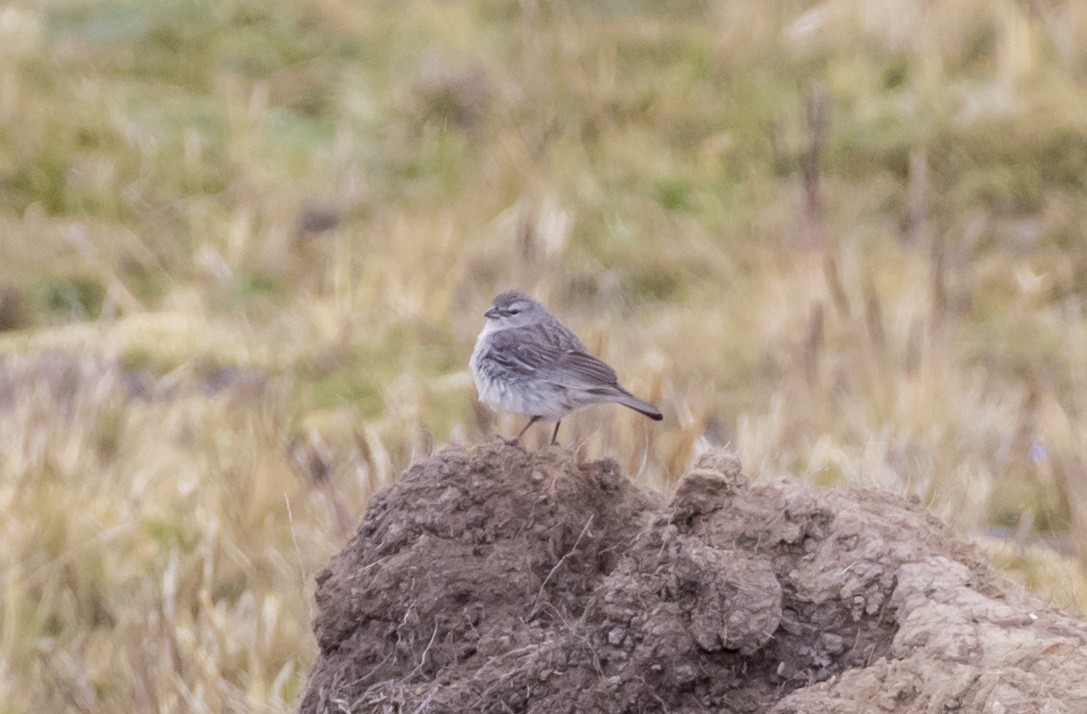 Ash-breasted Sierra Finch - ML100820371