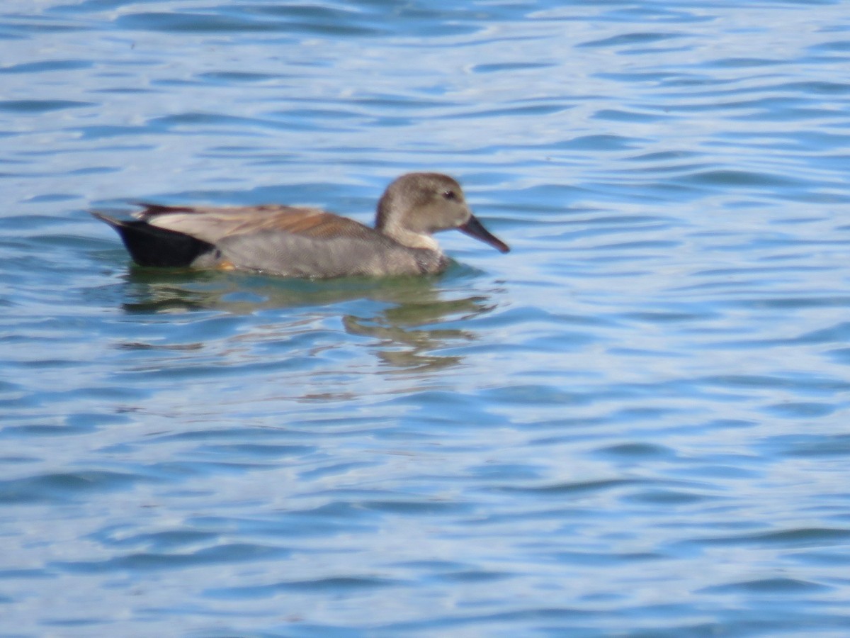 Gadwall - ML100820471