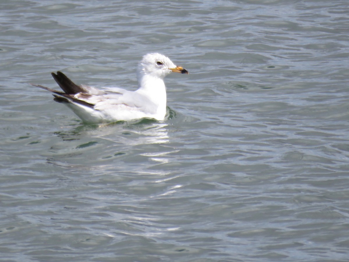 Ring-billed Gull - ML100820761