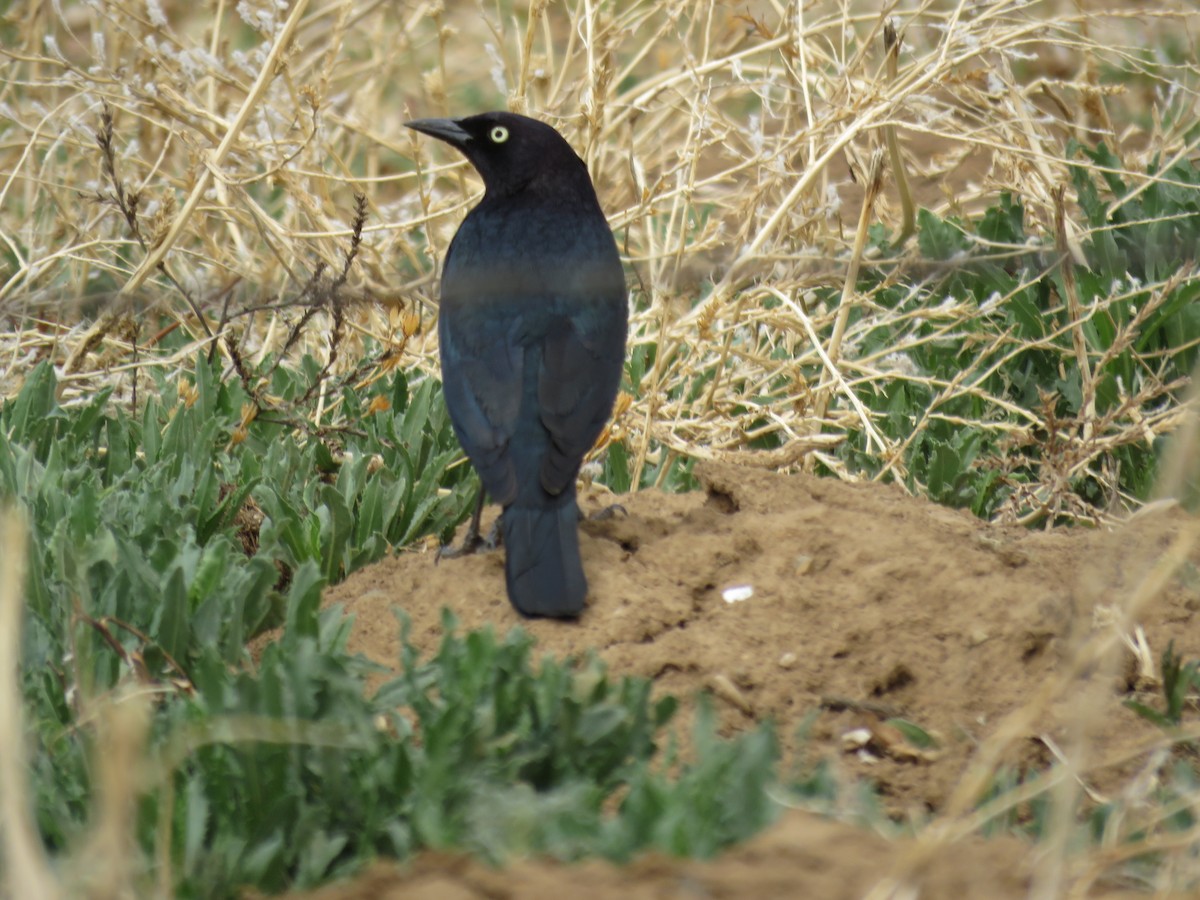 Brewer's Blackbird - ML100821231