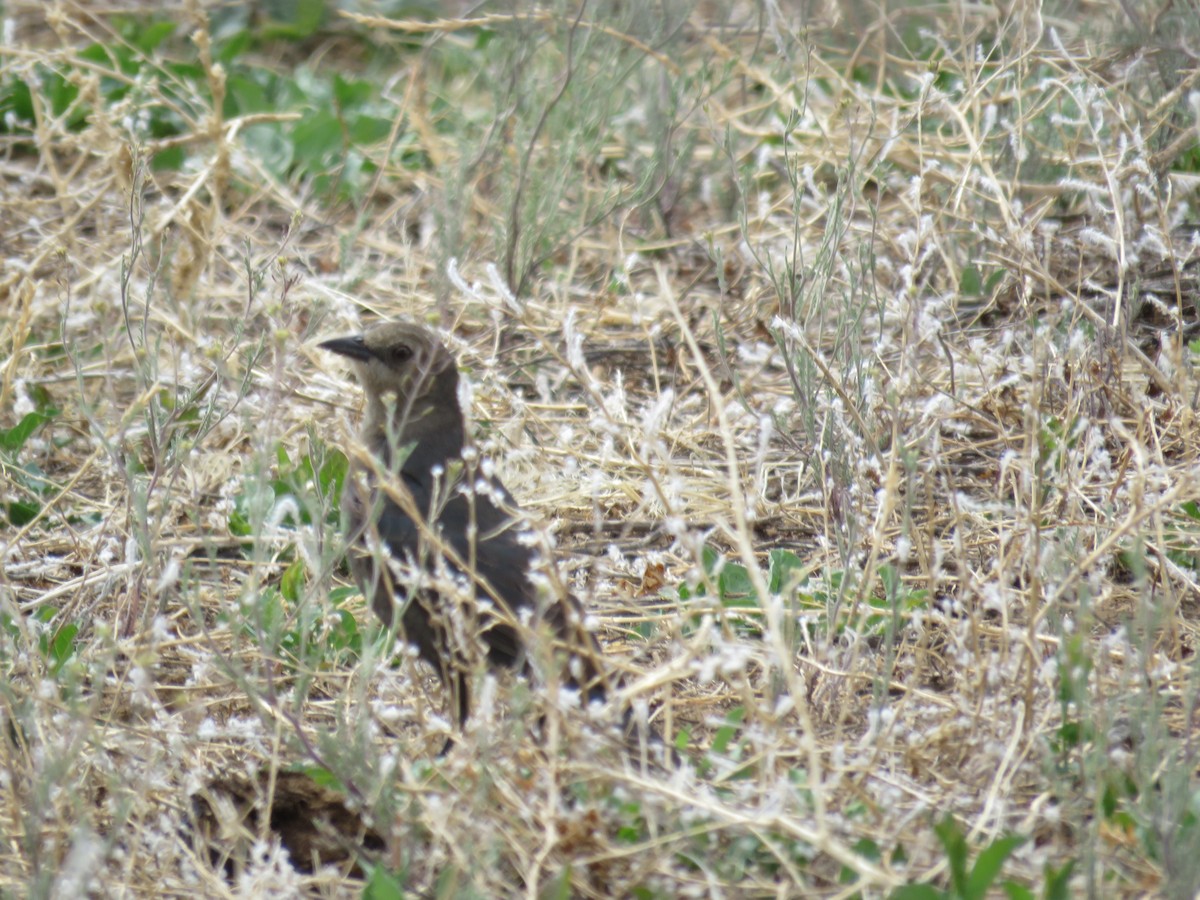 Brewer's Blackbird - ML100821261