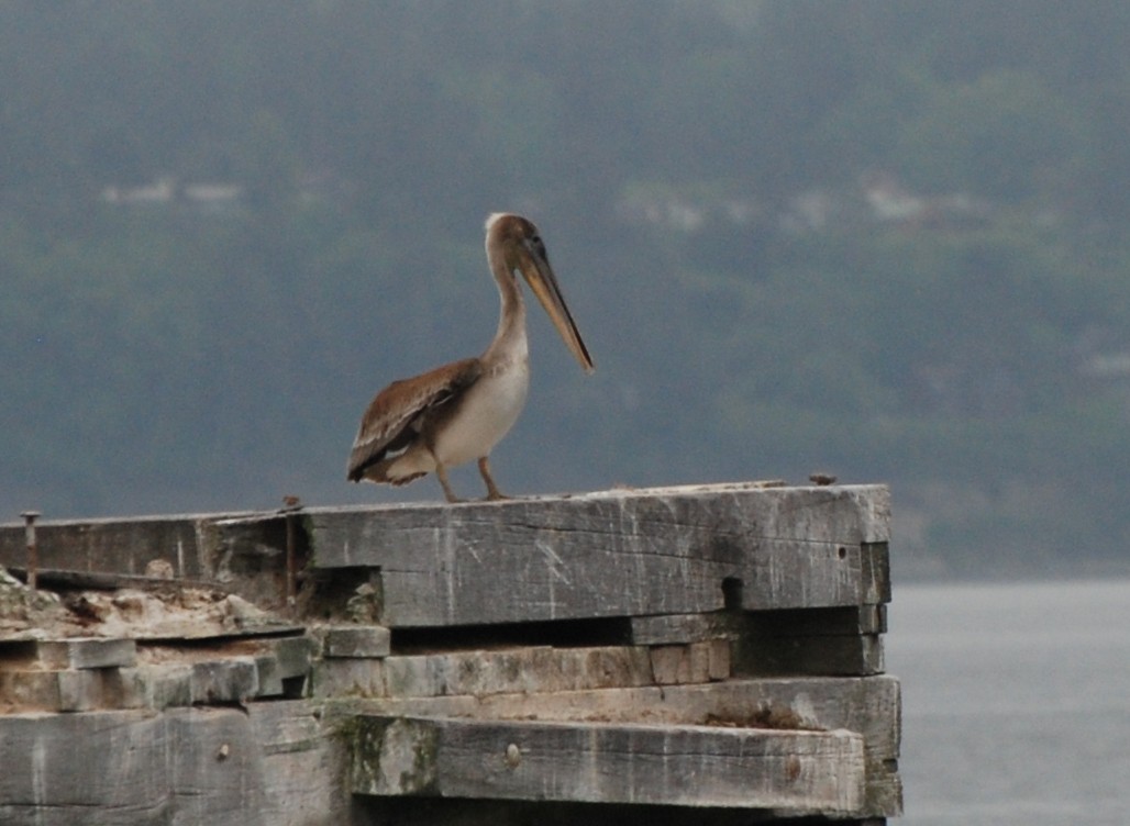 Brown Pelican - ML100821351