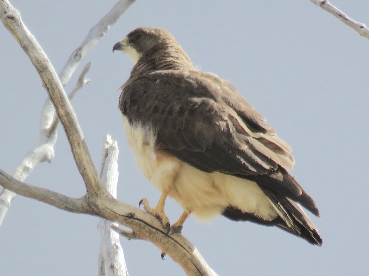 Swainson's Hawk - Beatrice Stevens