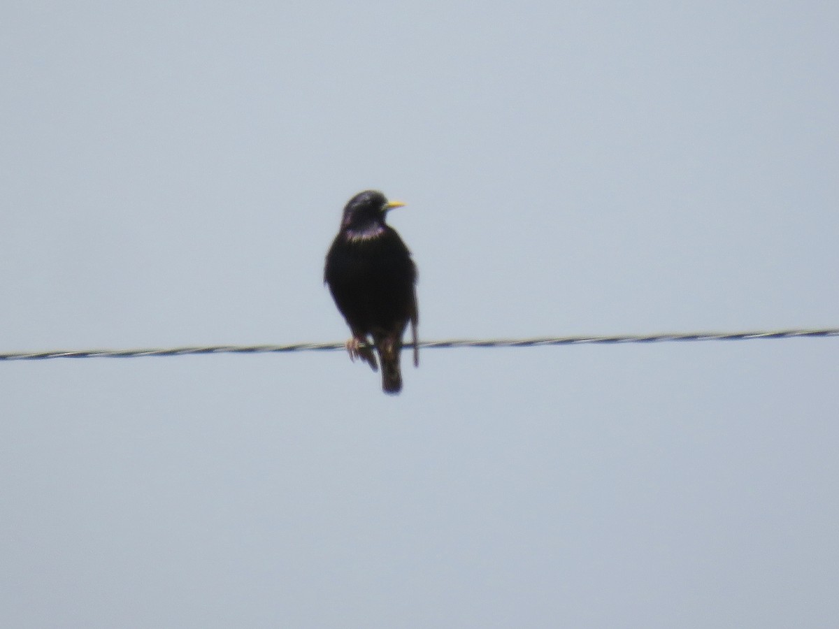 European Starling - ML100822121