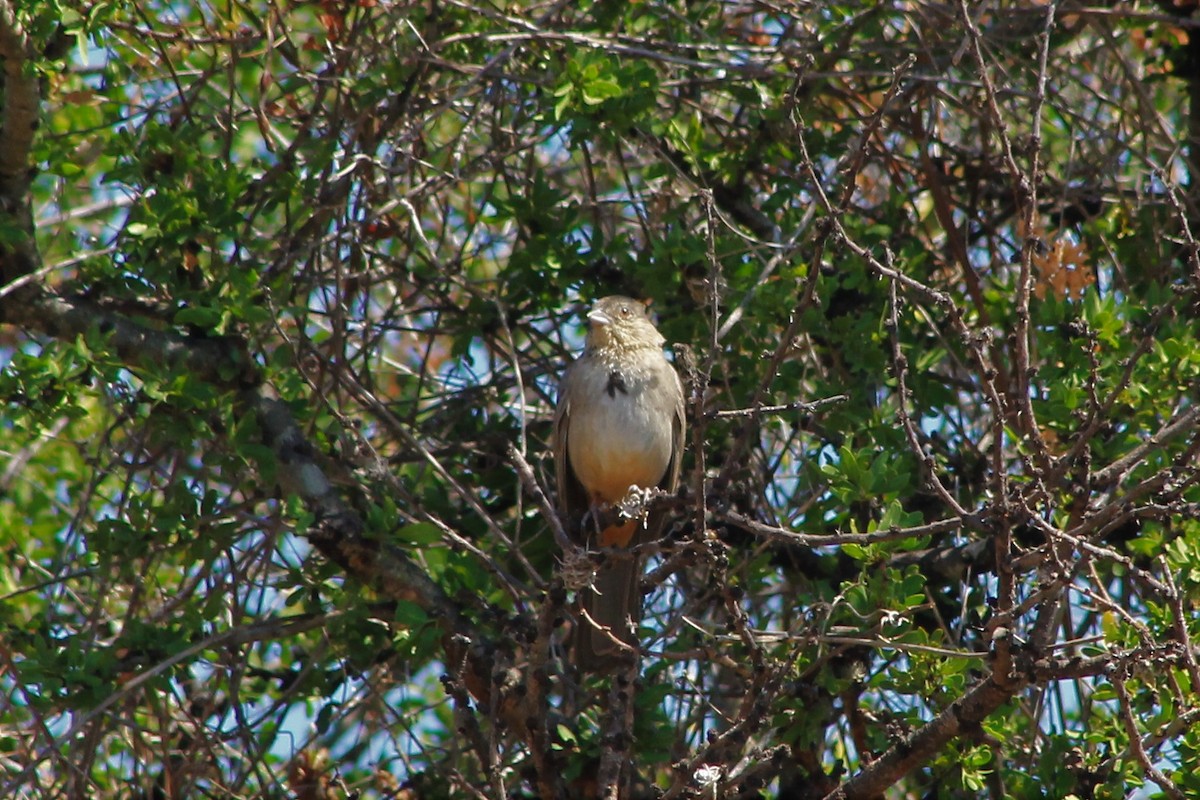 Canyon Towhee - ML100823241