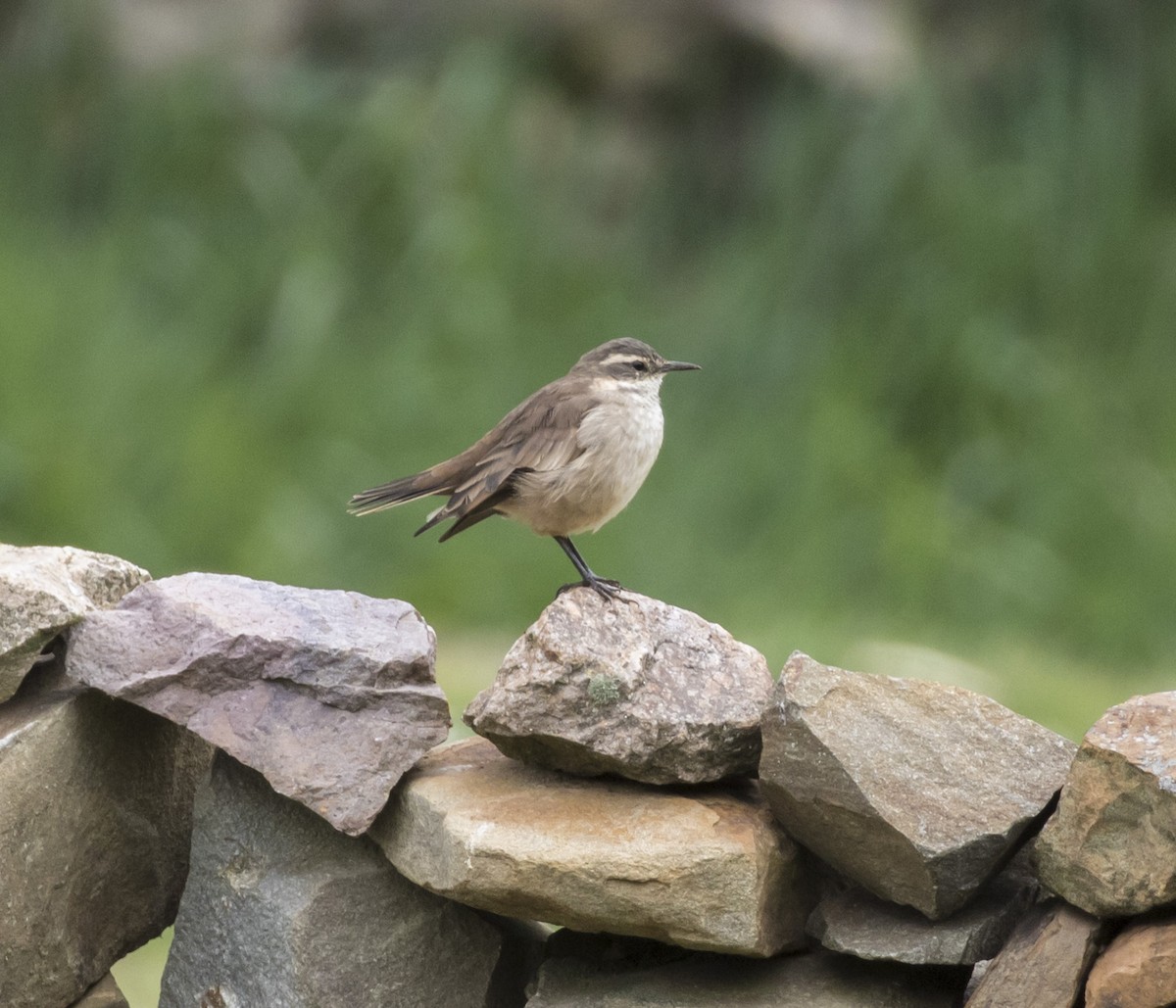 Cream-winged Cinclodes - ML100823321