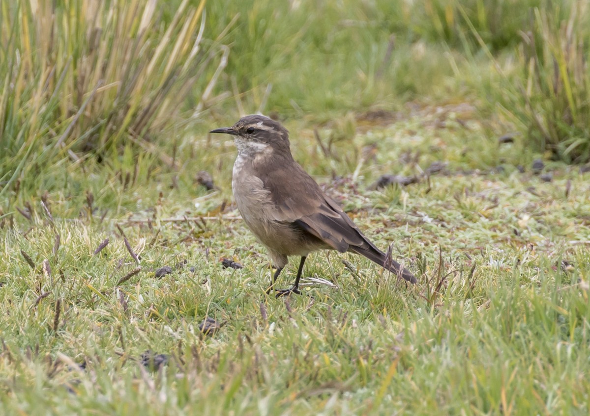 Cream-winged Cinclodes - Mouser Williams