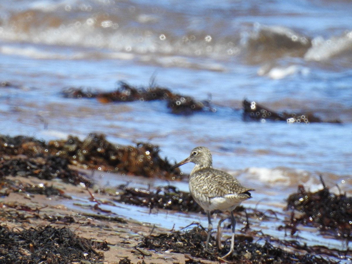 Willet - Fred MacKenzie