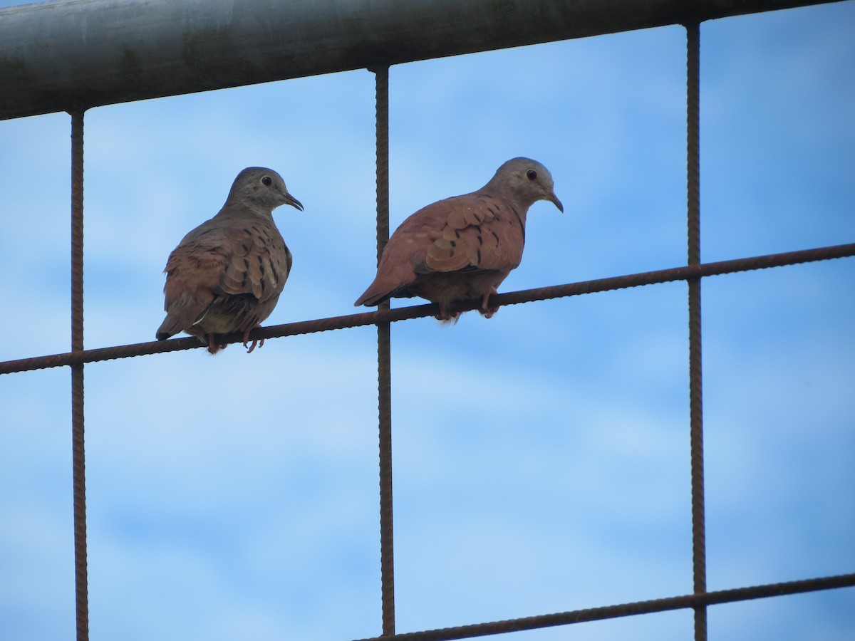 Ruddy Ground Dove - fabian castillo