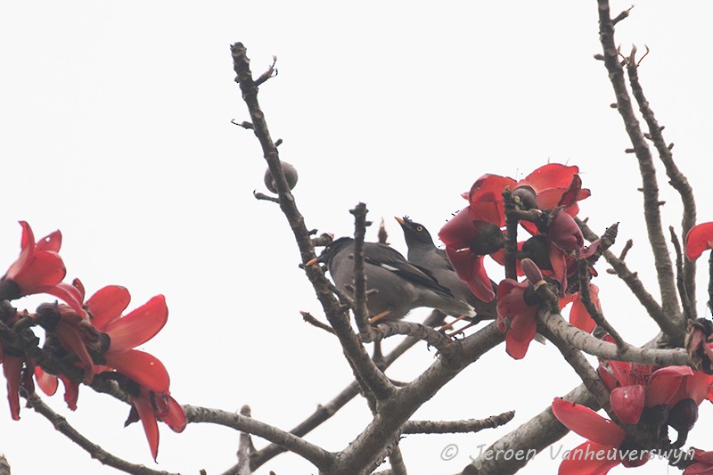 Jungle Myna - Jeroen Vanheuverswyn