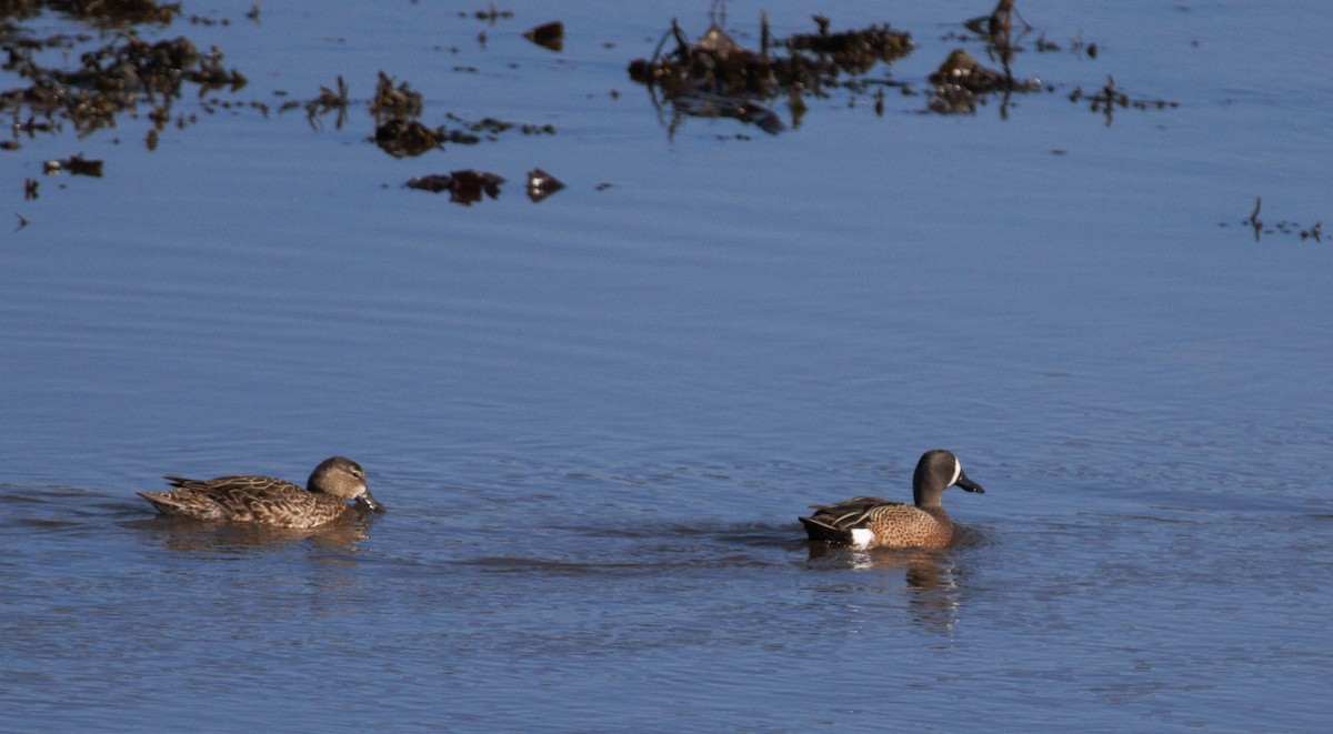 Blue-winged Teal - ML100826541