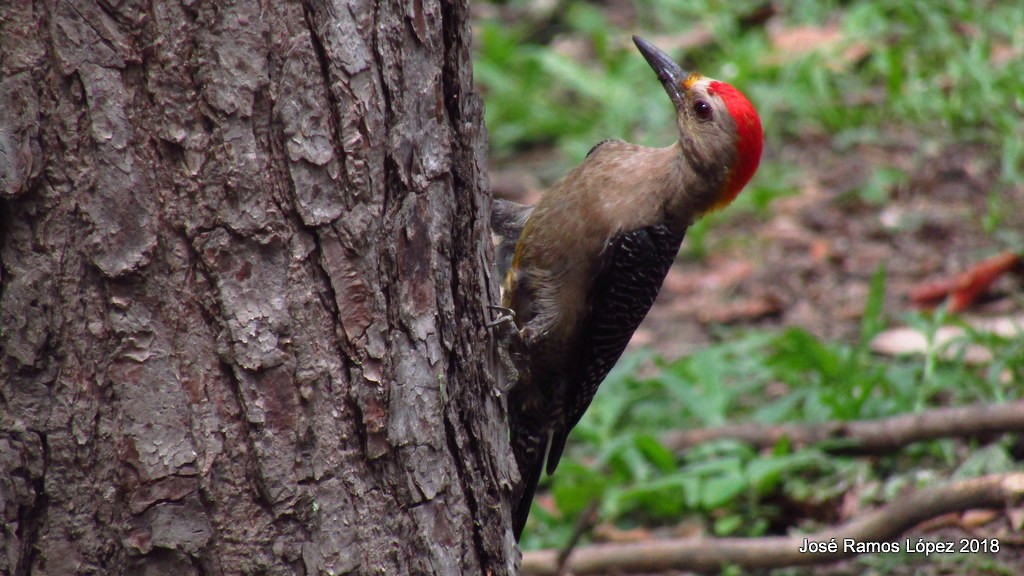 Golden-fronted Woodpecker - ML100828261