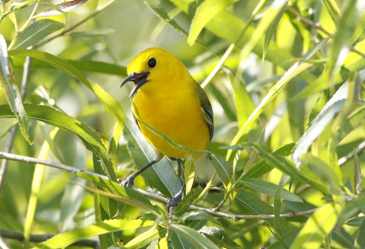 Prothonotary Warbler - Lou Falcon
