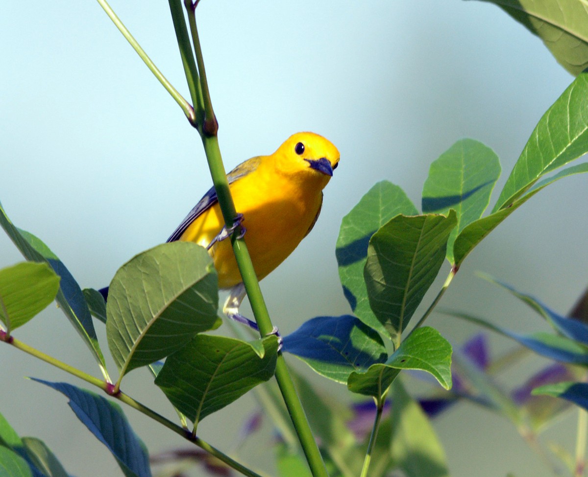 Prothonotary Warbler - Lou Falcon