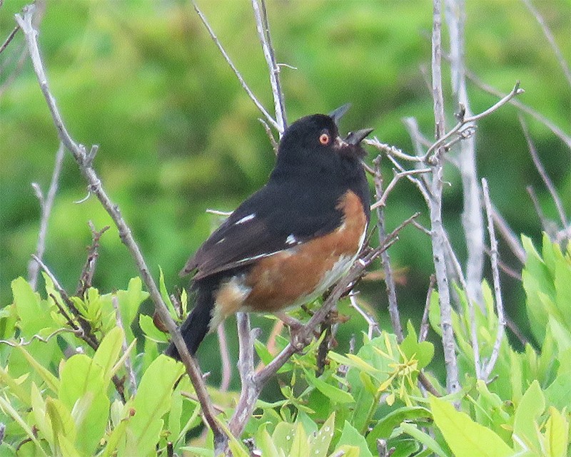 Eastern Towhee (Red-eyed) - ML100830251
