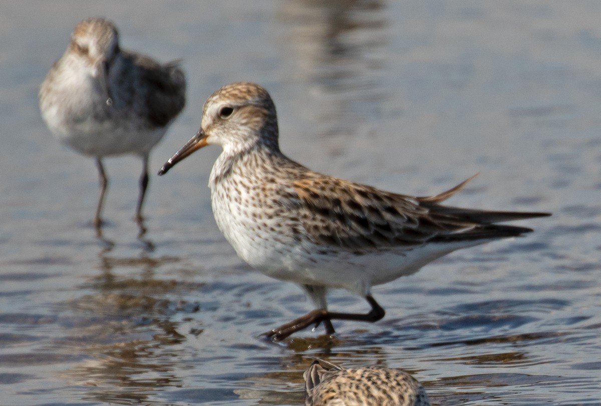 White-rumped Sandpiper - ML100831791