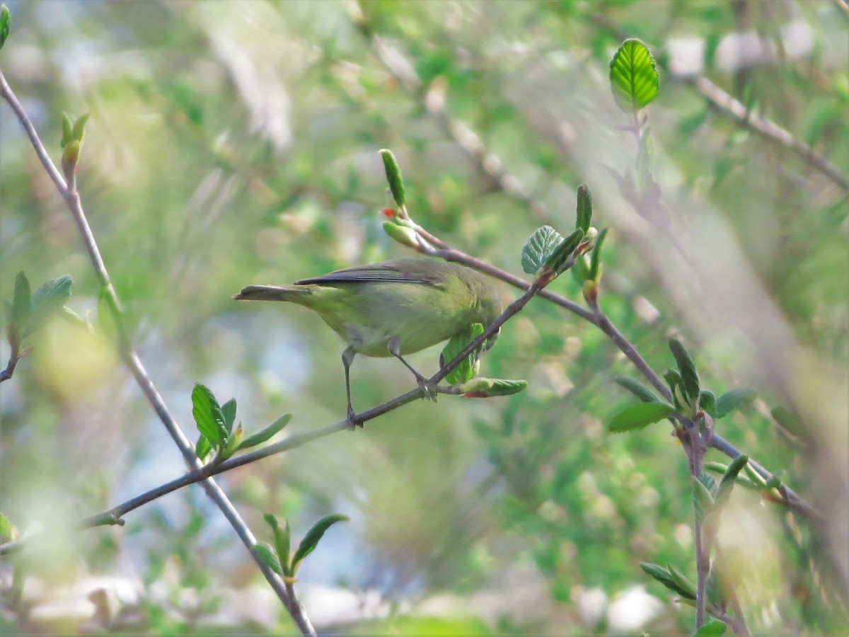 Orange-crowned Warbler - ML100832391