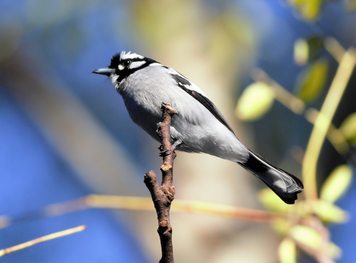 White-eared Monarch - ML100833191