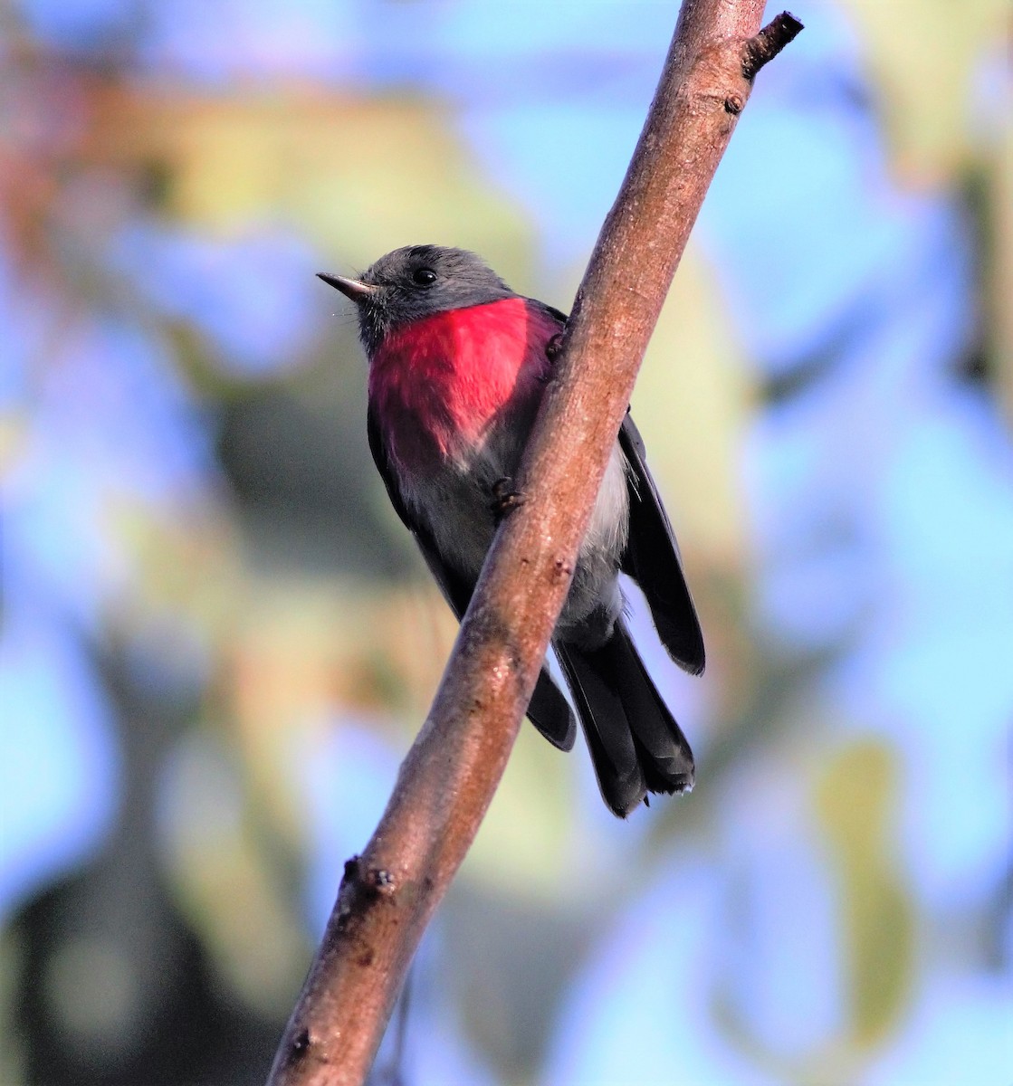 Petroica Rosada - ML100833331