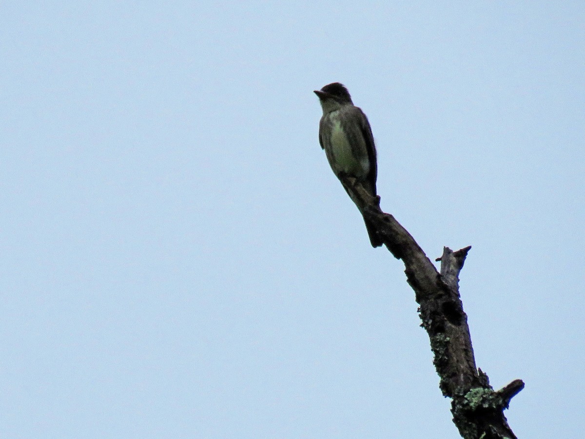 Olive-sided Flycatcher - Phil Lehman