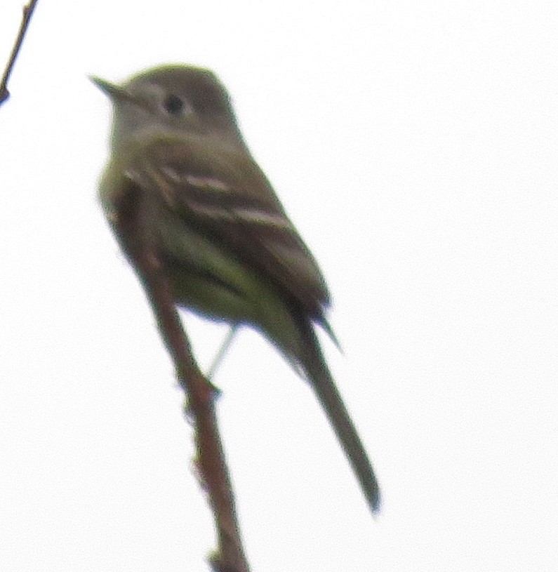 Dusky Flycatcher - ML100836461
