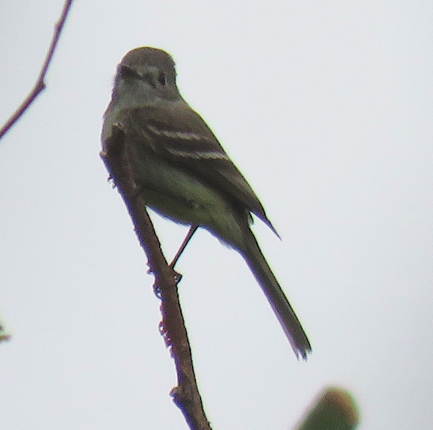 Dusky Flycatcher - ML100836471