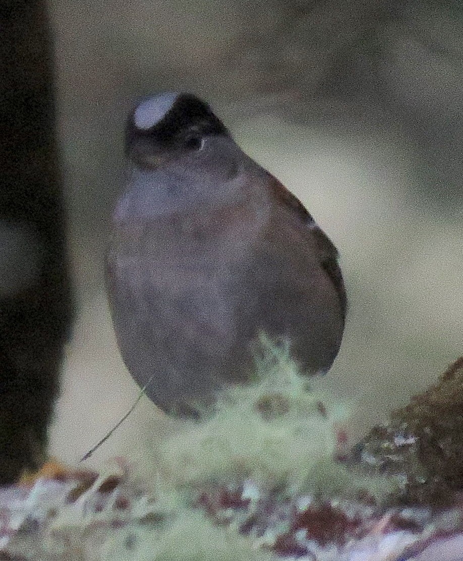 Golden-crowned Sparrow - ML100836631