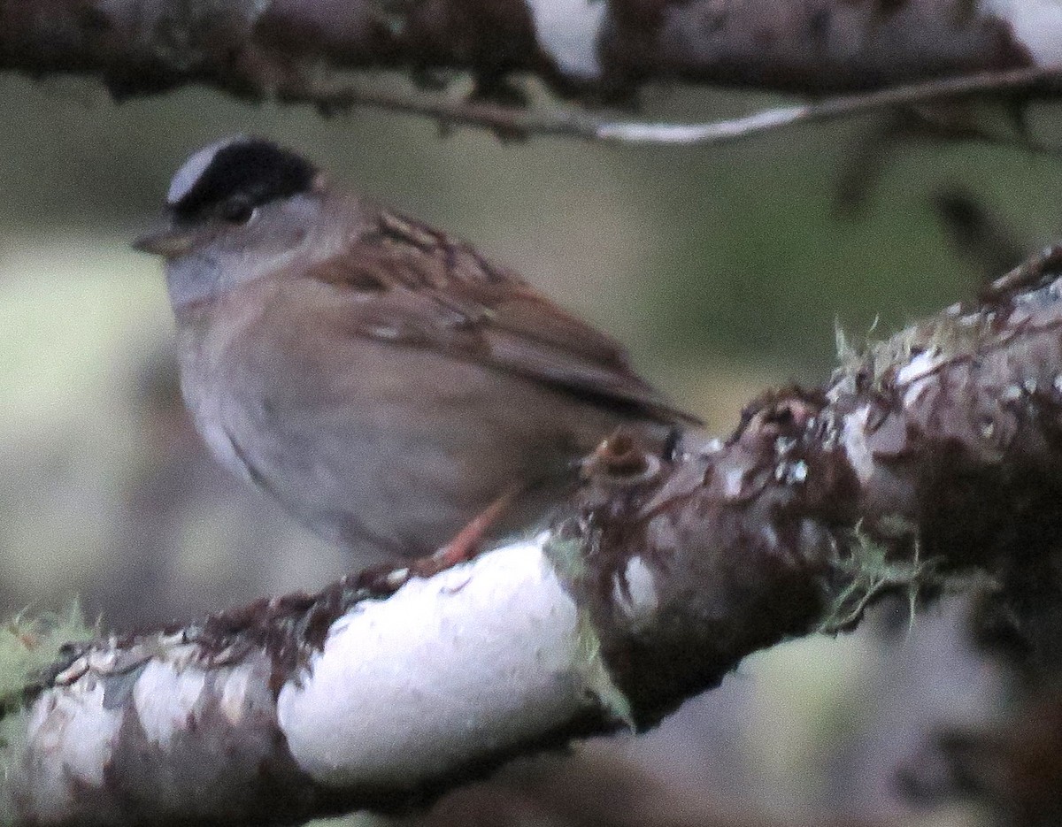 Golden-crowned Sparrow - ML100836711