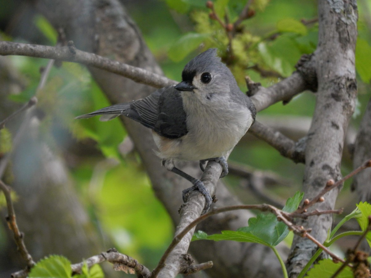 Tufted Titmouse - ML100837311