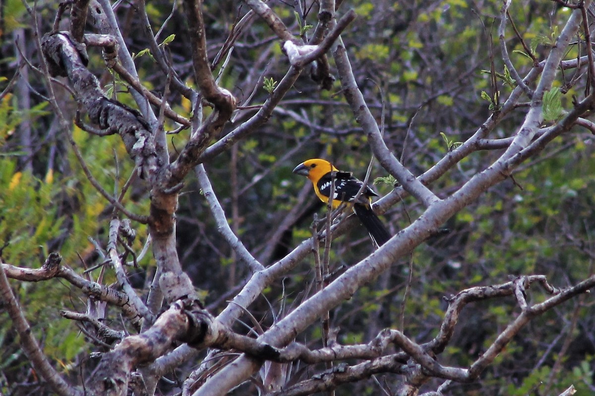 Cardinal jaune - ML100837341