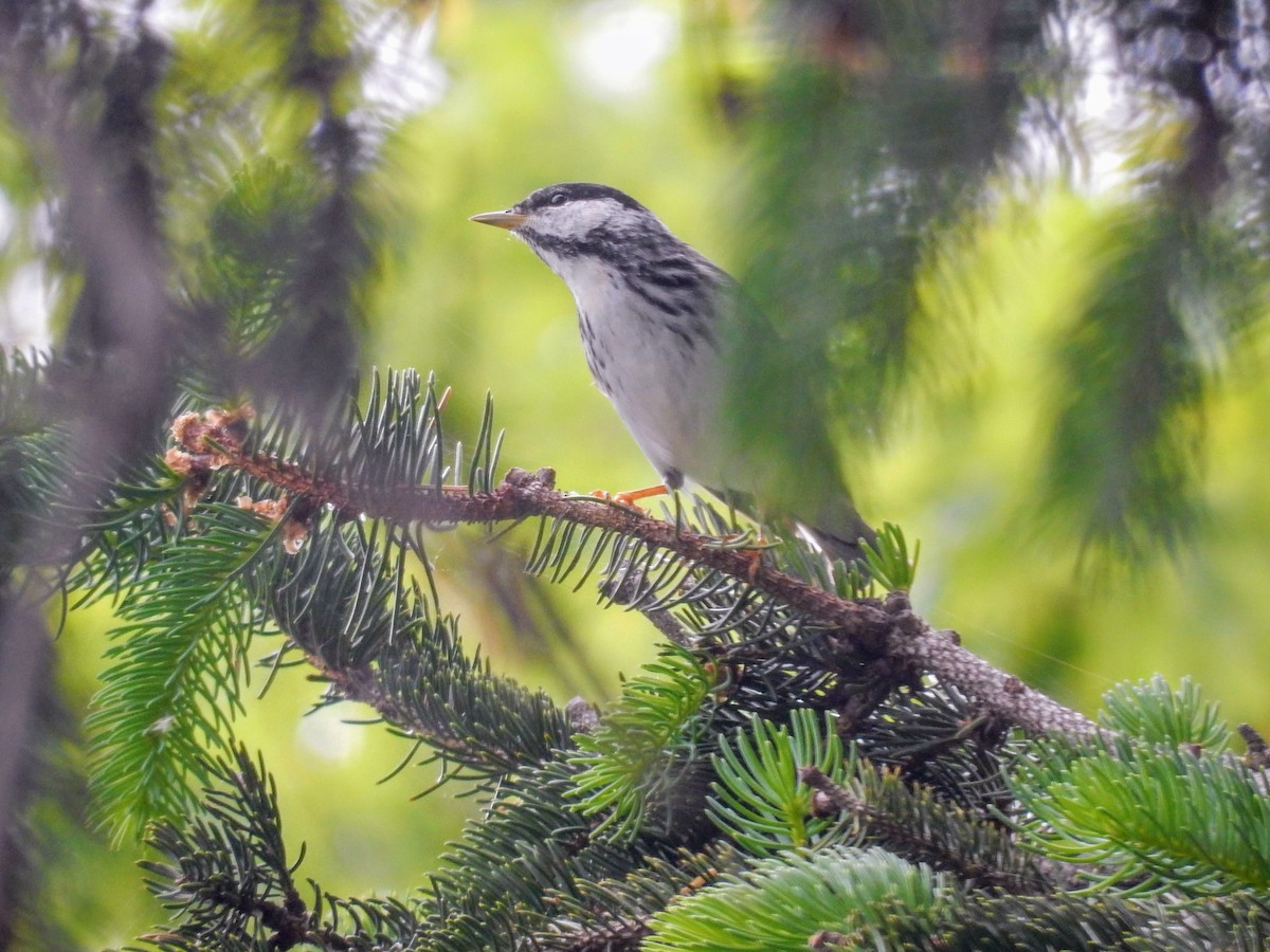 Blackpoll Warbler - ML100837441