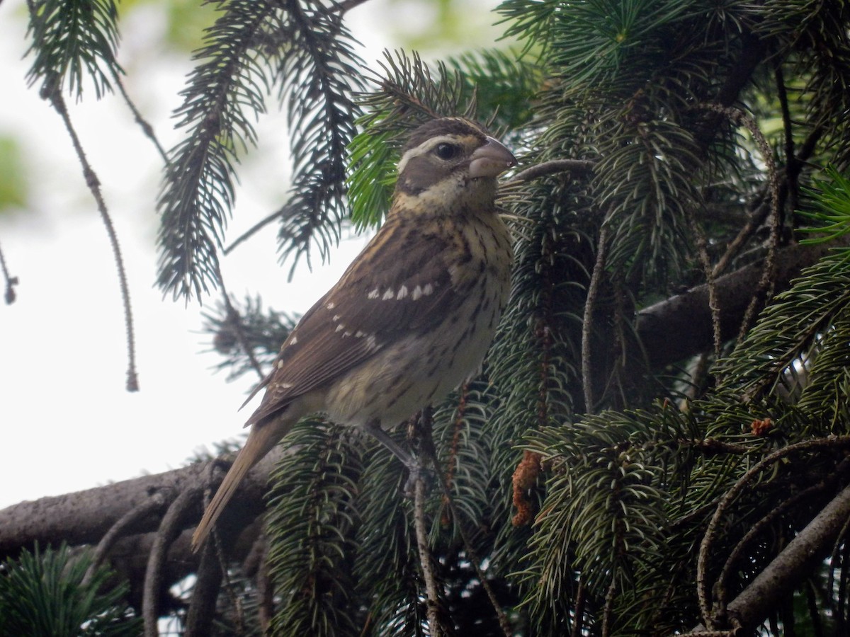 Rose-breasted Grosbeak - ML100837541