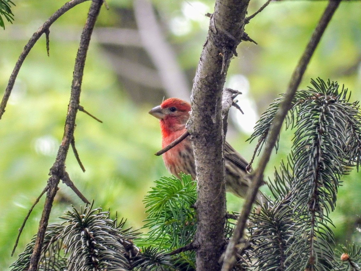 House Finch - ML100837721