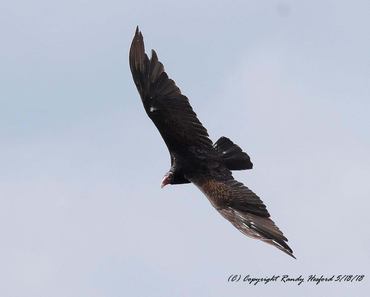 Turkey Vulture - Randy Hesford