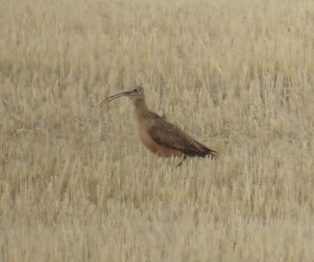 Long-billed Curlew - MA MU