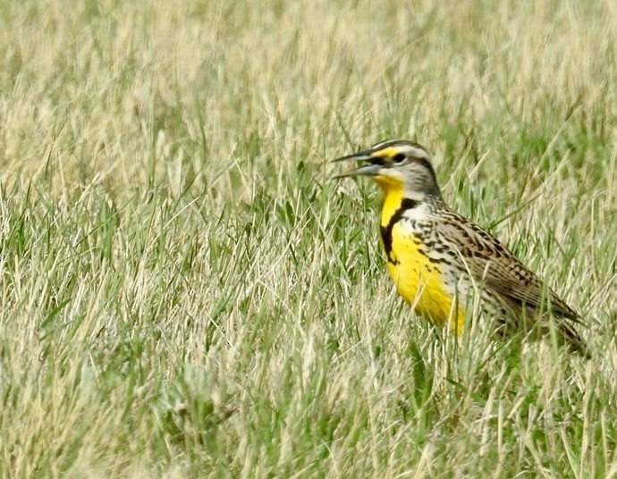 Western Meadowlark - ML100839561