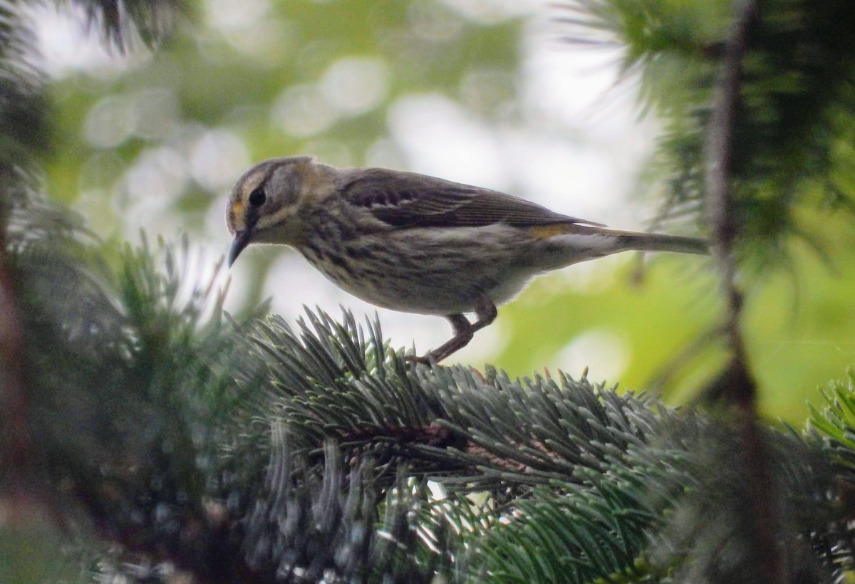 Cape May Warbler - ML100839711