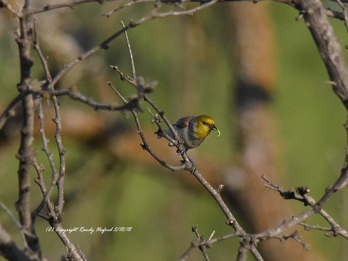 Verdin - Randy Hesford