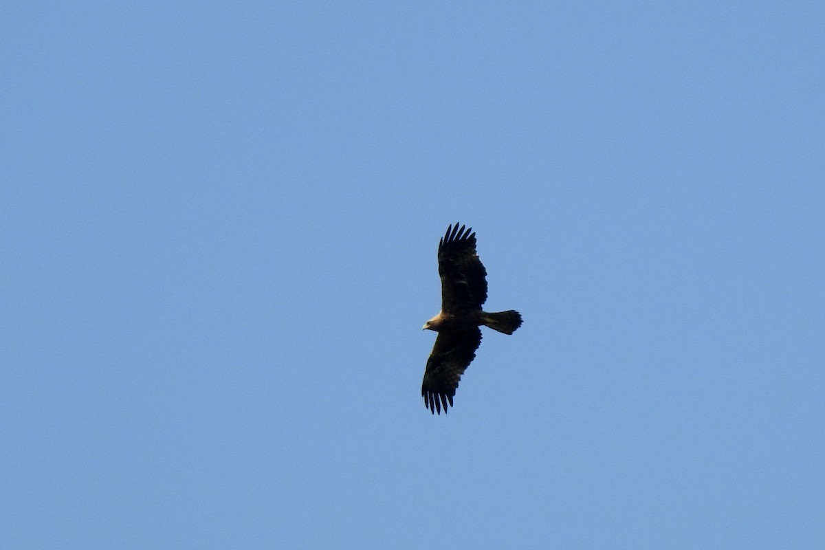 Booted Eagle - ML100839751