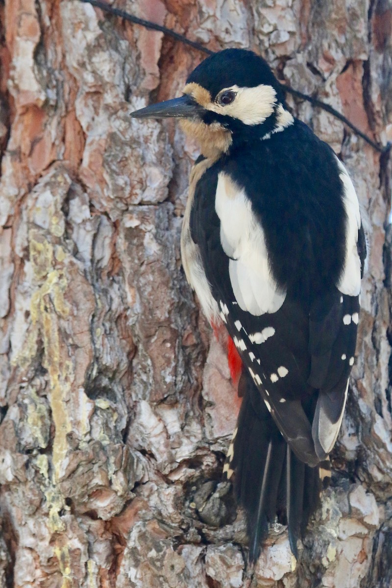 Great Spotted Woodpecker (Canarian) - Gil Ewing