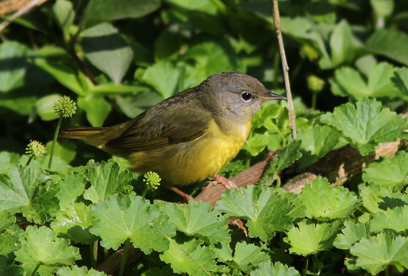 Mourning Warbler - ML100841211