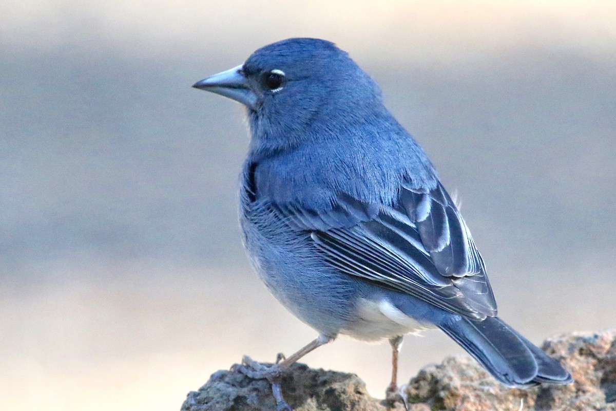 Tenerife Blue Chaffinch - ML100841331