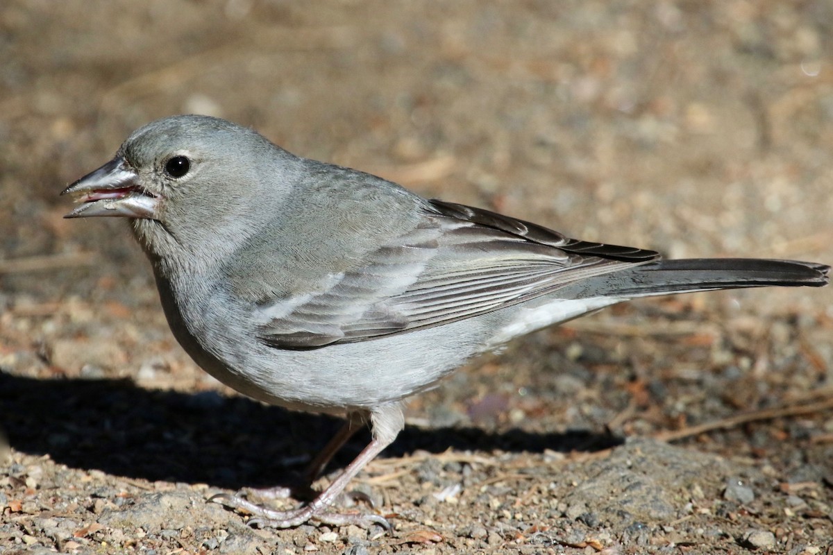 Tenerife Blue Chaffinch - ML100841341