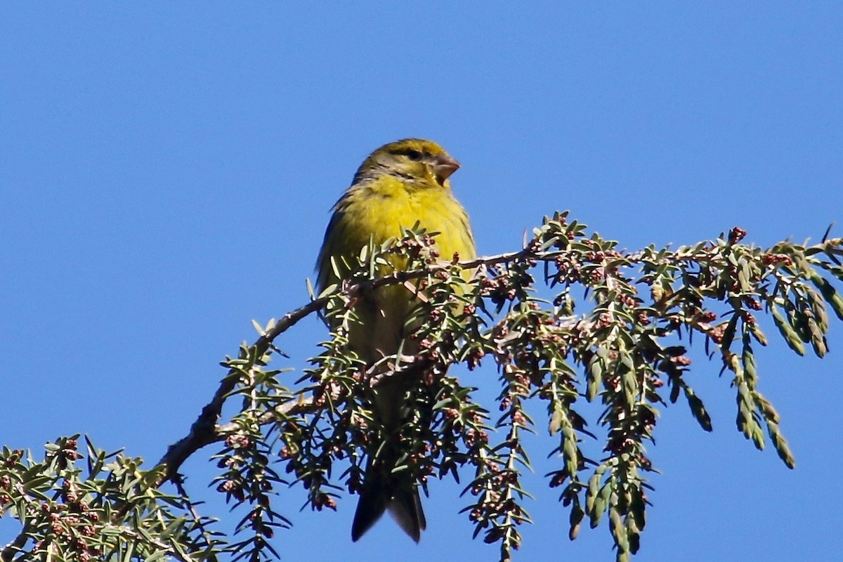 Serin des Canaries - ML100841351