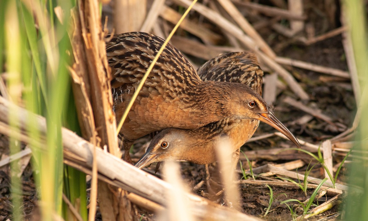 King Rail - ML100841471