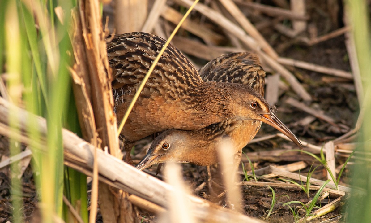 King Rail - Paul Fenwick