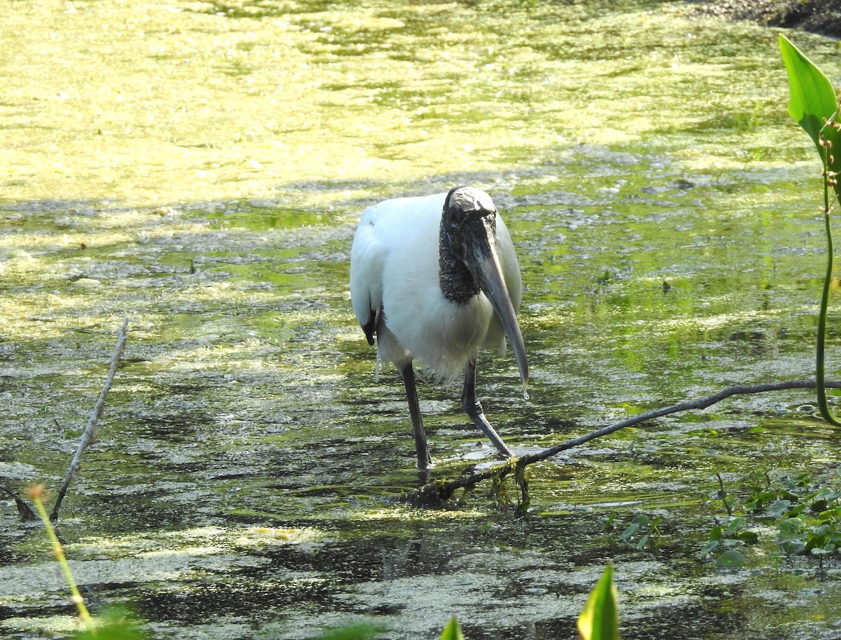 Wood Stork - ML100841731