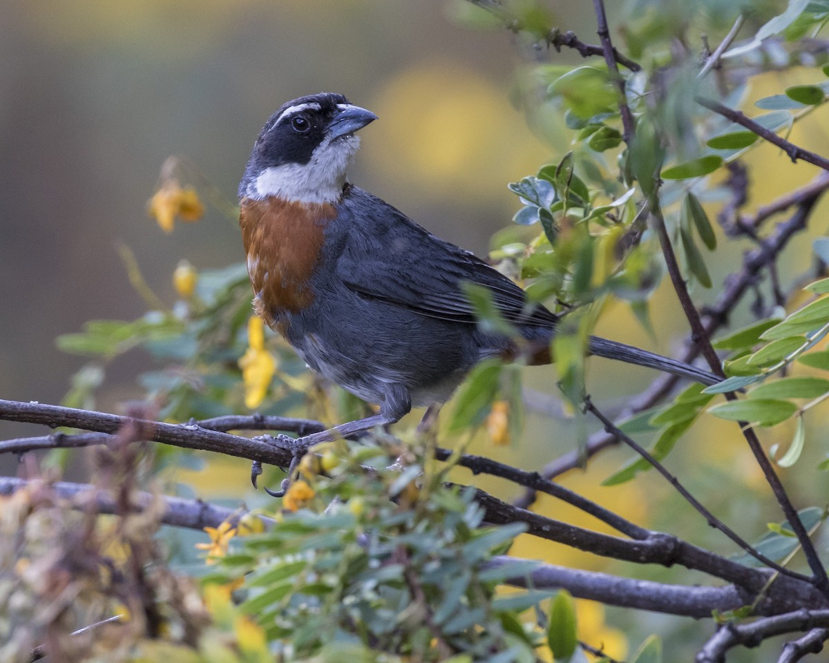 Chestnut-breasted Mountain Finch - Mouser Williams