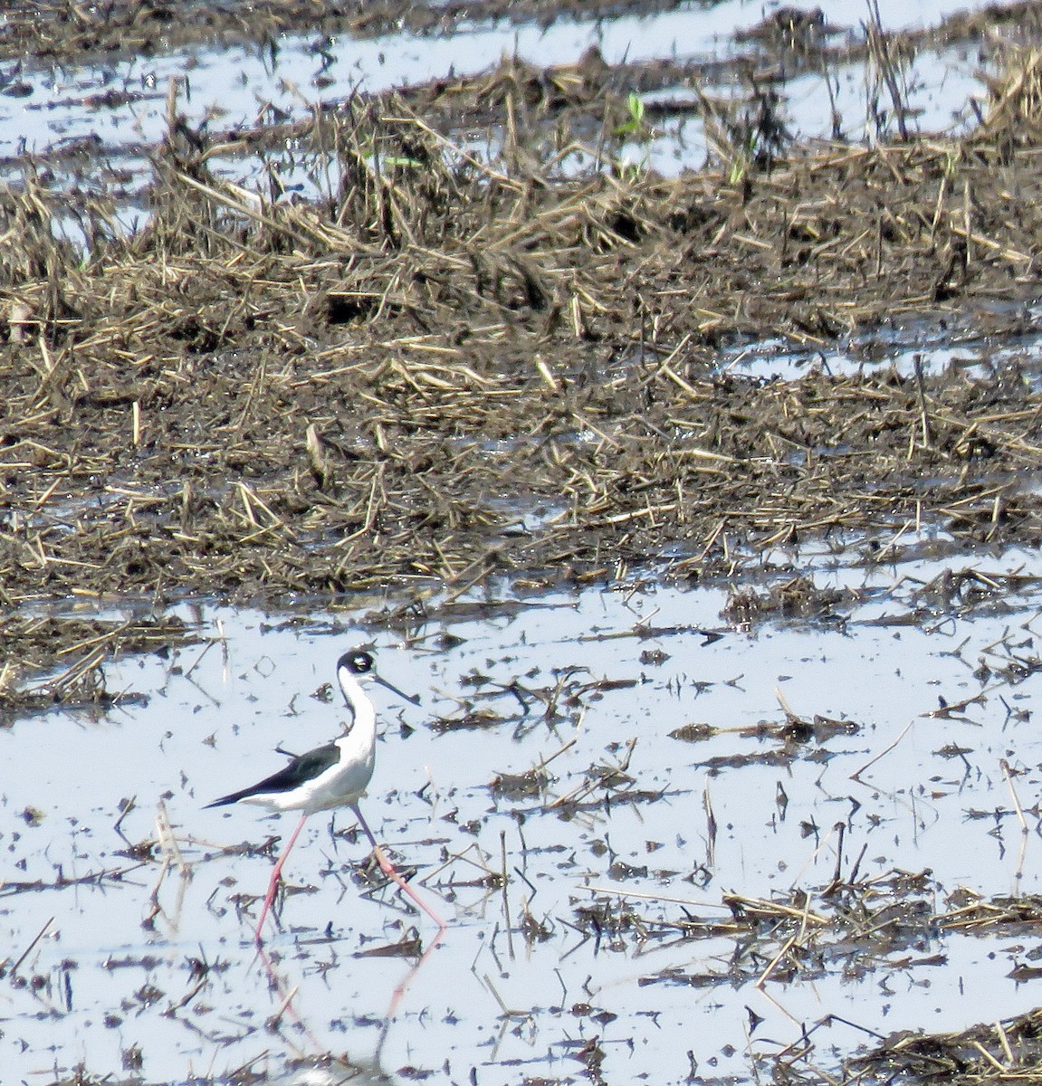 Black-necked Stilt - ML100845531